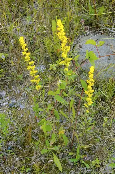 Photo of Solidago uliginosa (Solidago uliginosas)