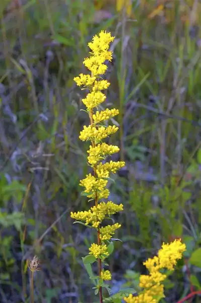 Photo of Solidago uliginosa (Solidago uliginosas)