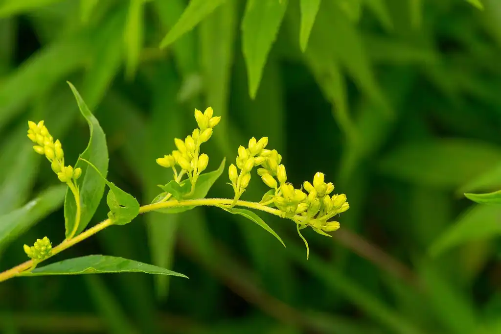 Photo of Solidago uliginosa - Solidago uliginosa:Joshua Mayer