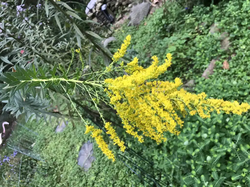 Photo of Solidago (Solidagos)