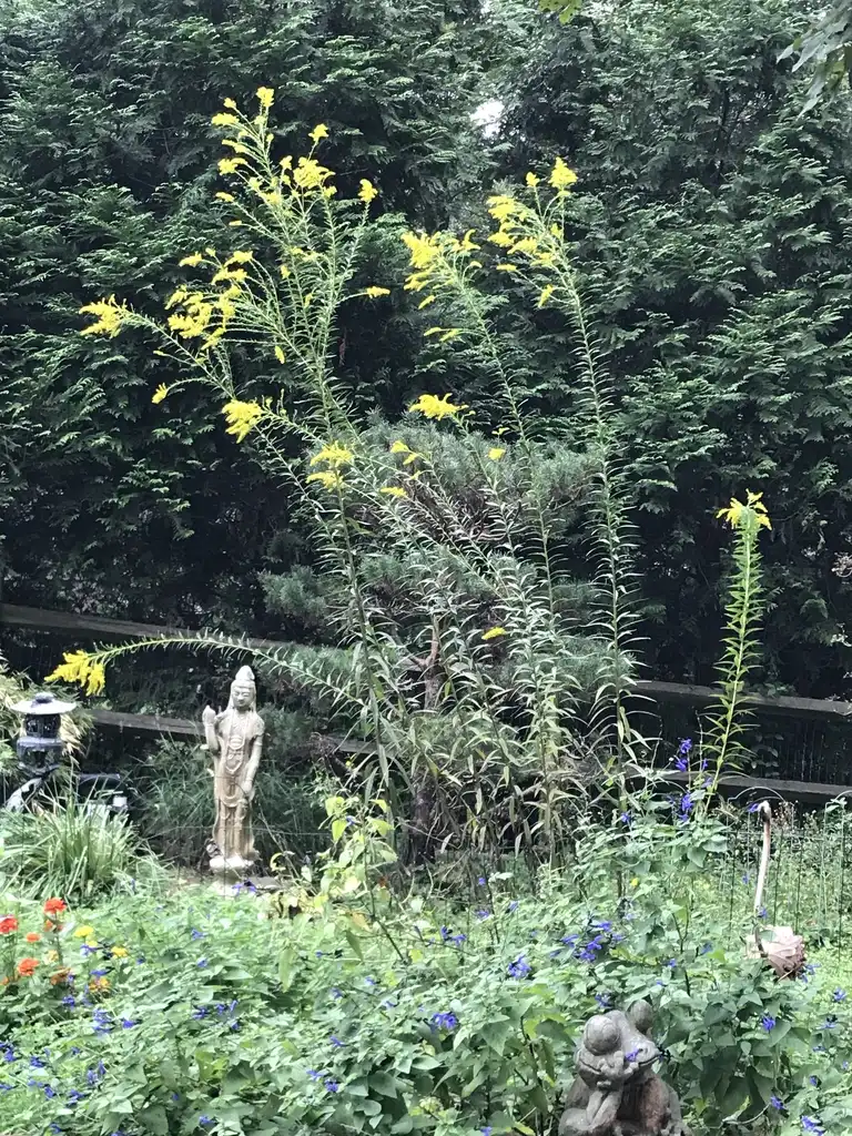 Photo of Solidago (Solidagos)