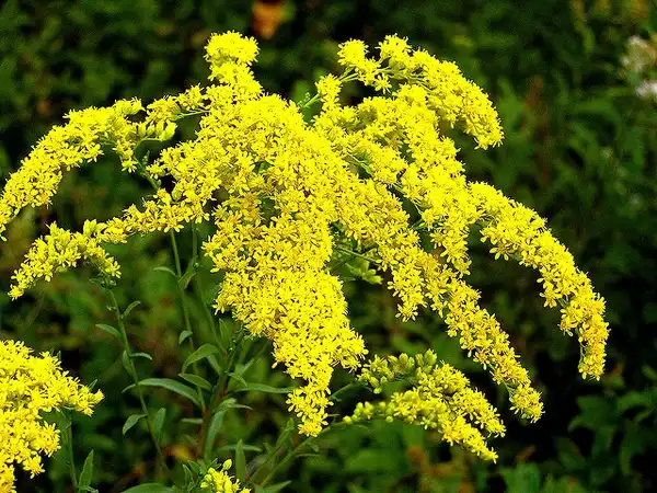 Photo of Solidago - :Liz West