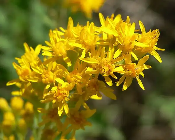 Photo of Solidago - Solidago velutina subsp. sparsiflora:Stan Shebs