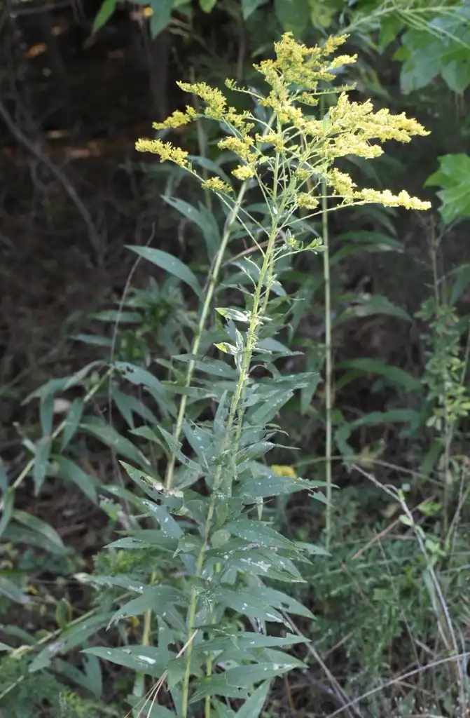 Photo of Solidago - Flower and Leaves (Wake County, NC):Cathy Dewitt