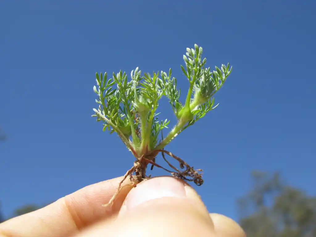 Фото Soliva sessilis (Soliva sessiliss)