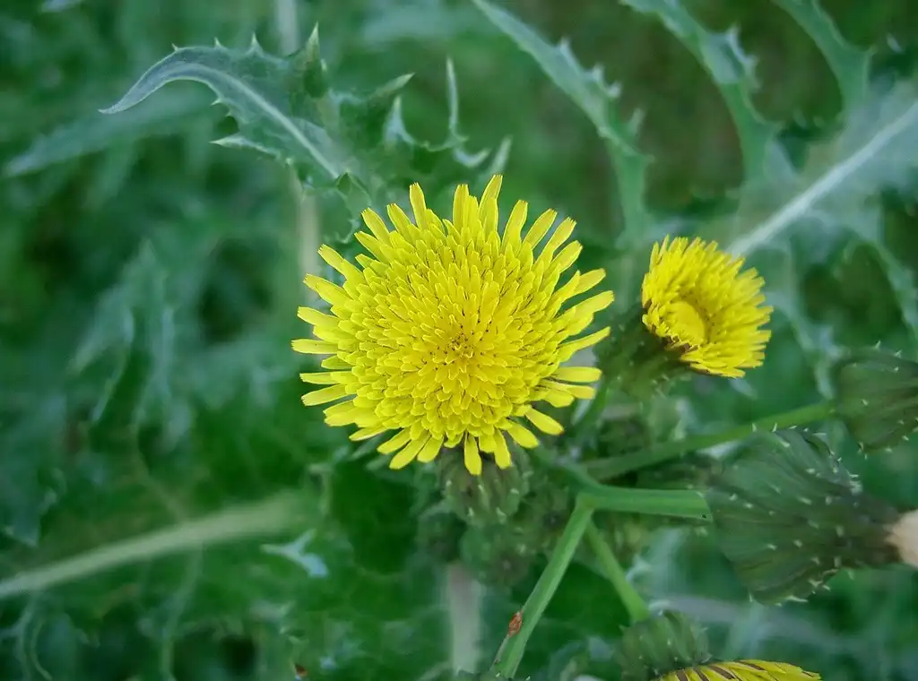 Фото Sonchus asper (Sonchus aspers)