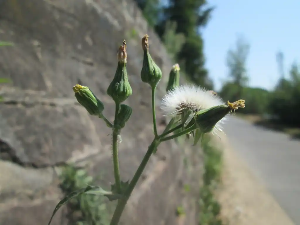 Фото Sonchus asper (Sonchus aspers)