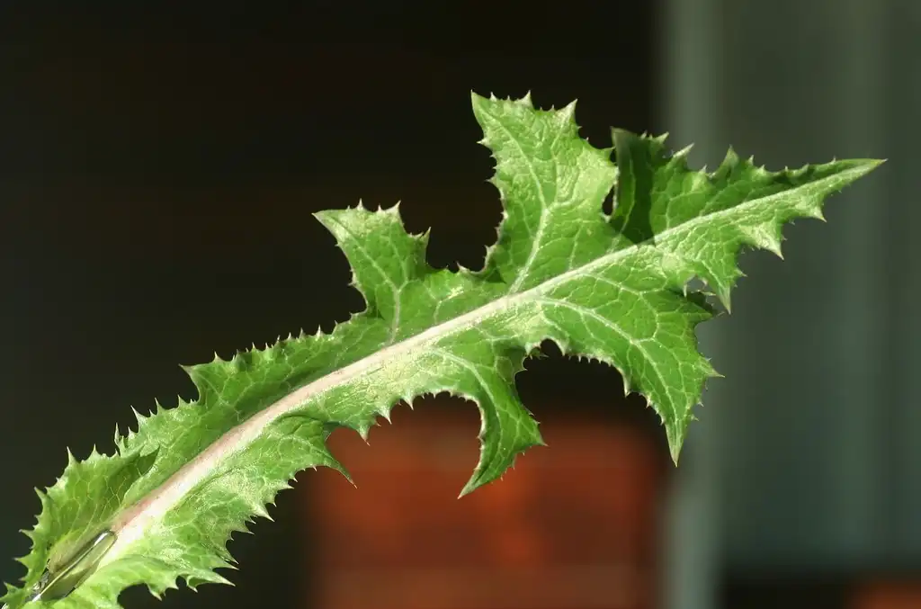 Фото Sonchus asper - Sonchus asper:Enrico Blasutto