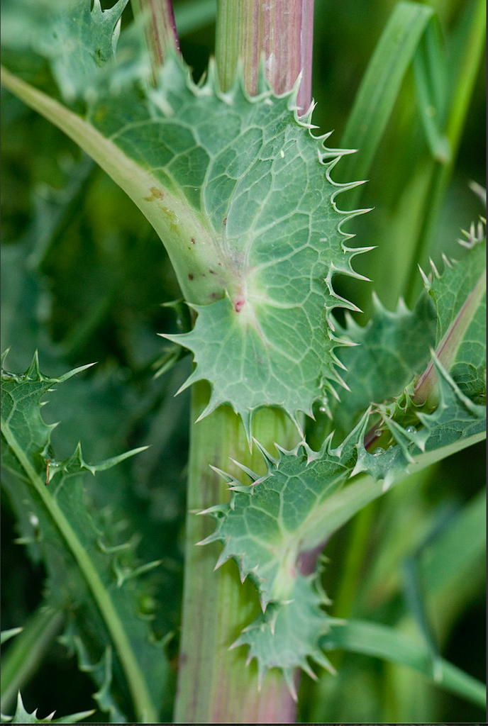 Фото Sonchus asper - Sonchus asper:Olivier Pichard
