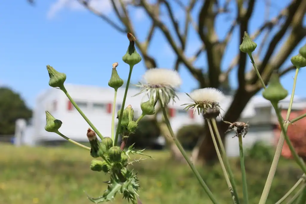 Фото Sonchus asper - Flower:Kira Sims