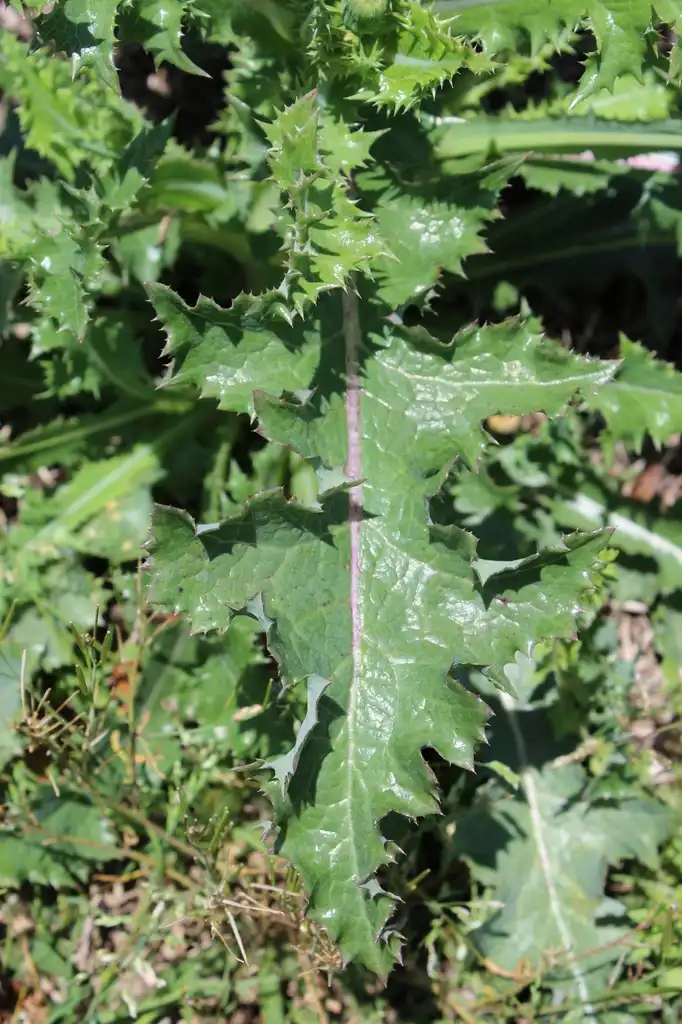 Фото Sonchus asper - Leaf:Kira Sims