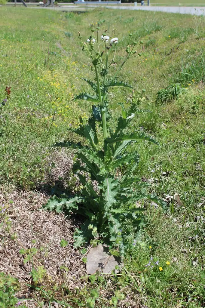 Фото Sonchus asper - Plant:Kira Sims