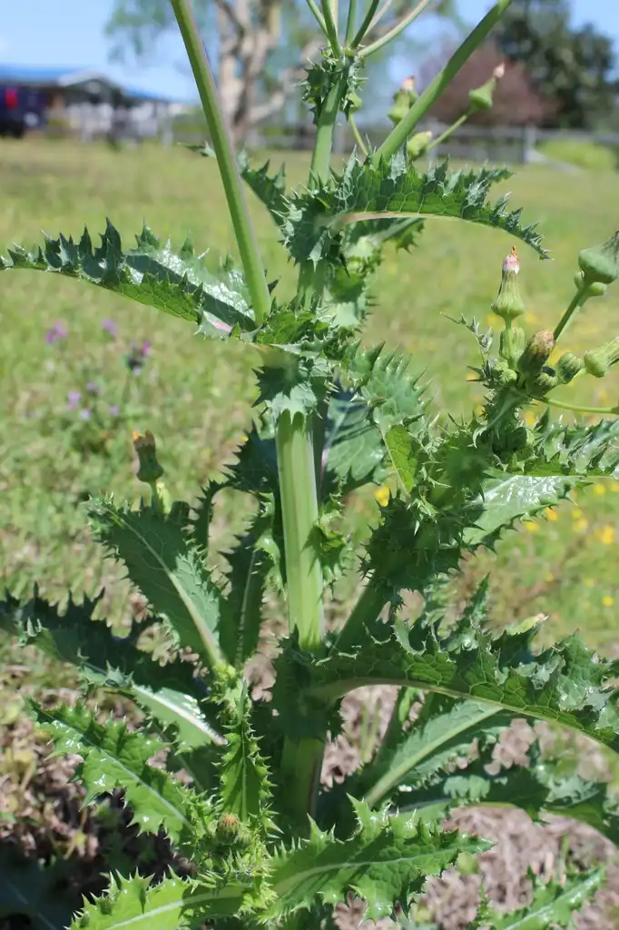 Фото Sonchus asper - Stem:Kira Sims