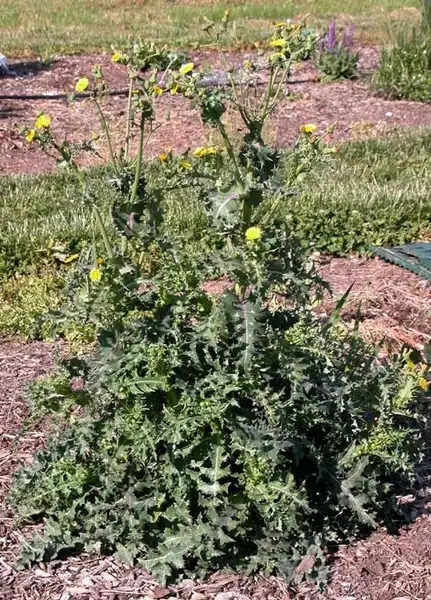 Фото Sonchus (Sonchuss)
