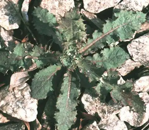 Фото Sonchus (Sonchuss)