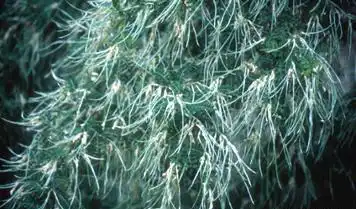 Photo of Sophora davidii (Sophora davidiis)