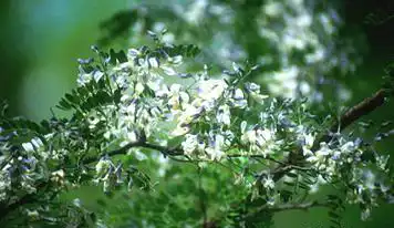 Photo of Sophora davidii (Sophora davidiis)