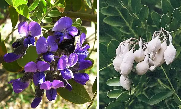Foto de Sophora secundiflora (Sophora secundifloras)