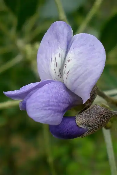 Foto de Sophora secundiflora (Sophora secundifloras)