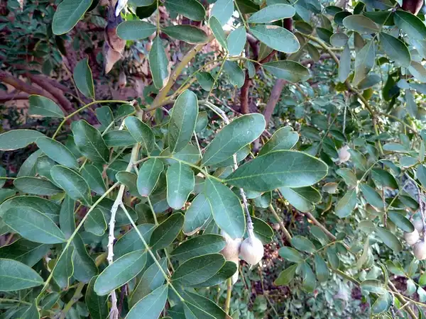 Foto de Sophora secundiflora - Sophora secundiflora:Wendy Cutler