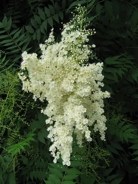 Photo of Sorbaria sorbifolia (Sorbaria sorbifolias)