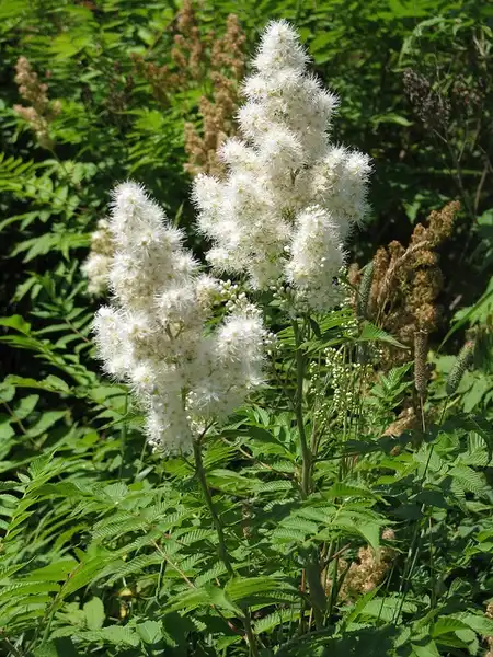 Photo of Sorbaria sorbifolia (Sorbaria sorbifolias)