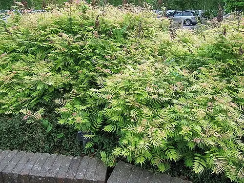 Photo of Sorbaria sorbifolia - Sorbaria sorbifolia growth habit:Leonora Enking