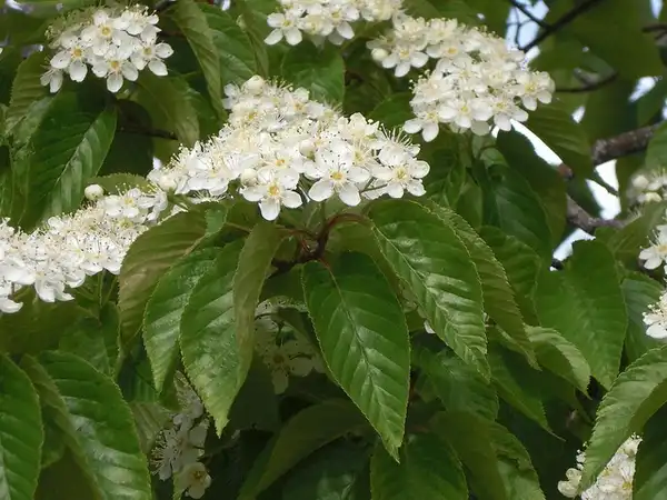 Foto de Sorbus alnifolia (Sorbus alnifolias)