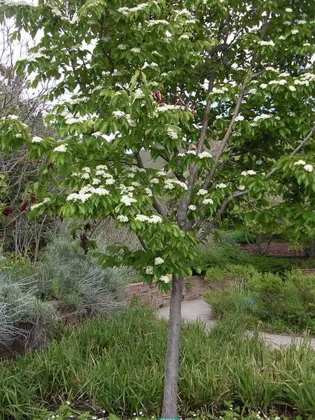 Foto de Sorbus alnifolia (Sorbus alnifolias)