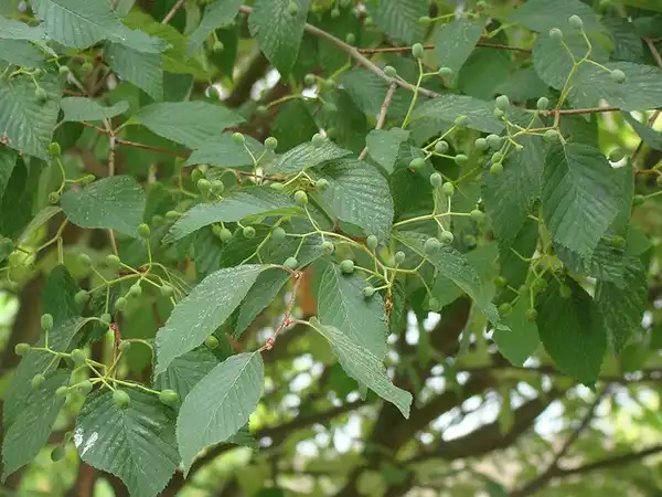 Foto de Sorbus alnifolia - Sorbus alnifolia:Wendy Cutler