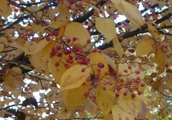 Foto de Sorbus alnifolia - Sorbus alnifolia:Wendy Cutler