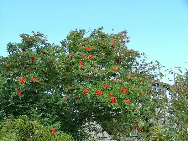 Фото Sorbus americana (Sorbus americanas)