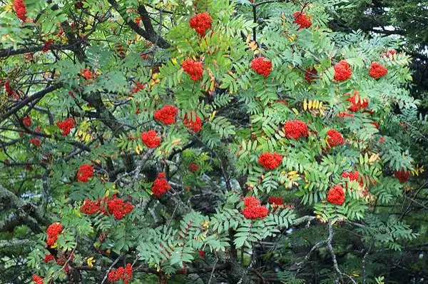 Фото Sorbus americana (Sorbus americanas)