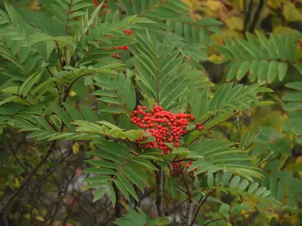 Фото Sorbus americana - Branch with berries:WhatsThisThen