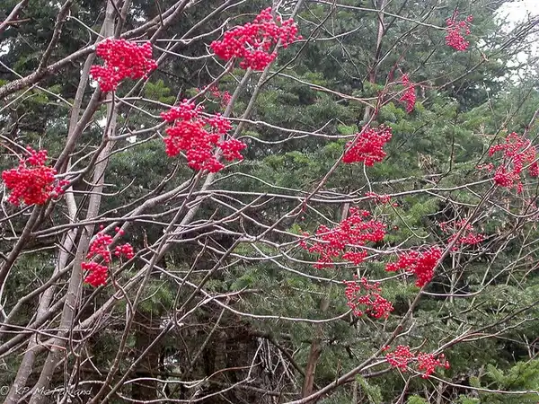 Фото Sorbus americana - Tree:Kent MeFarland