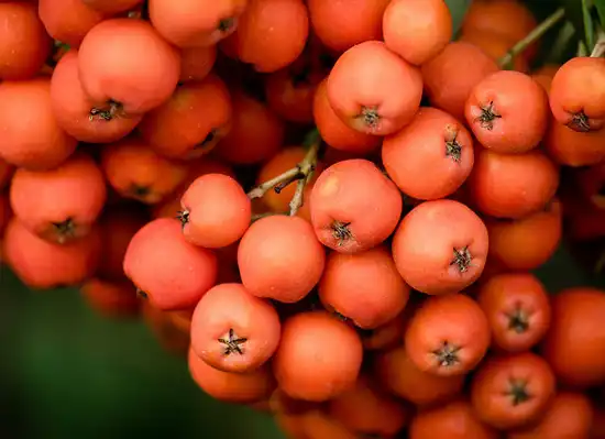 Фото Sorbus americana - Fruit closeup:Jean Pierre Bluteau