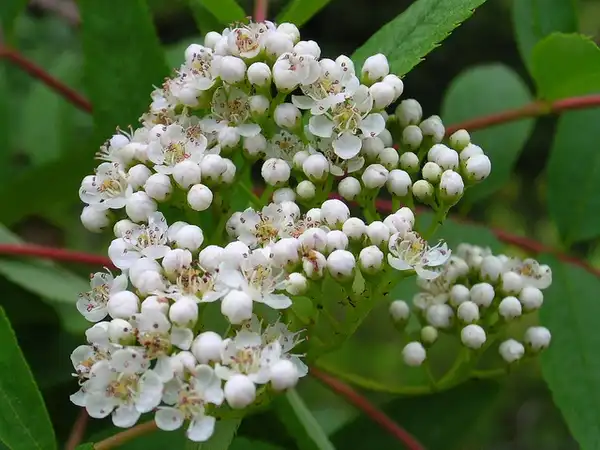 Фото Sorbus americana - Close up of flower:Superior National Forest