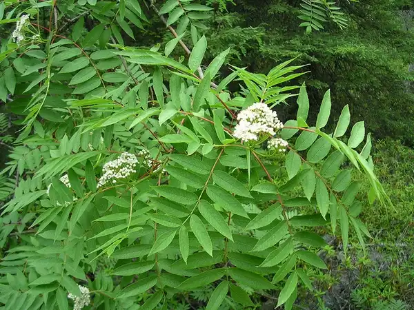 Фото Sorbus americana - Leaves:Superior National Forest