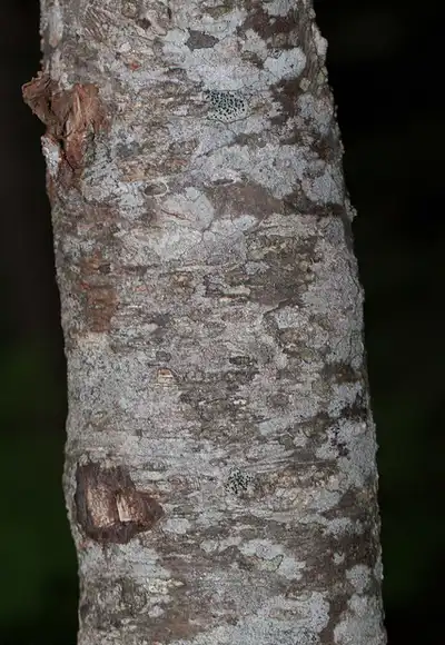 Фото Sorbus americana - Bark:Kent McFarland