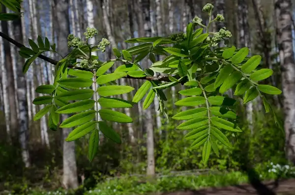Foto de Sorbus aucuparia (Sorbus aucuparias)