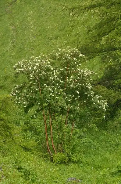 Foto de Sorbus aucuparia (Sorbus aucuparias)