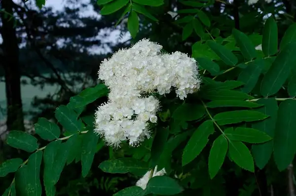 Foto de Sorbus aucuparia - Sorbus aucuparia:Tero Laakso