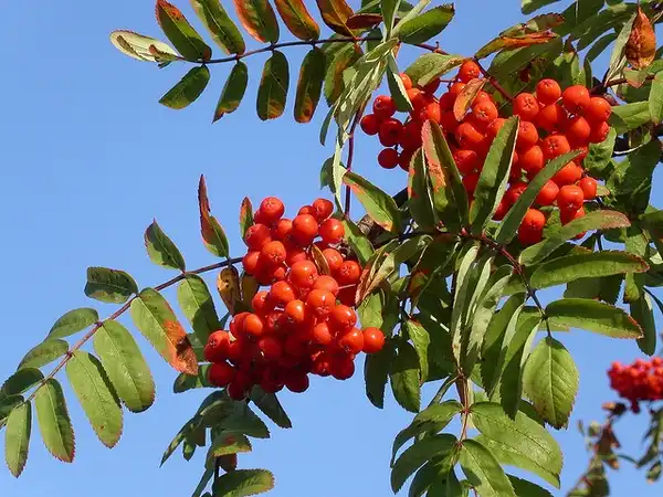 Foto de Sorbus aucuparia - Sorbus aucuparia:Hans Kylberg
