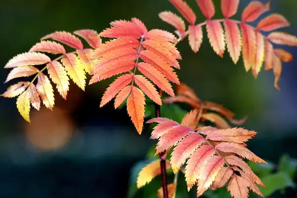 Foto de Sorbus aucuparia - Sorbus aucuparia:Manuel