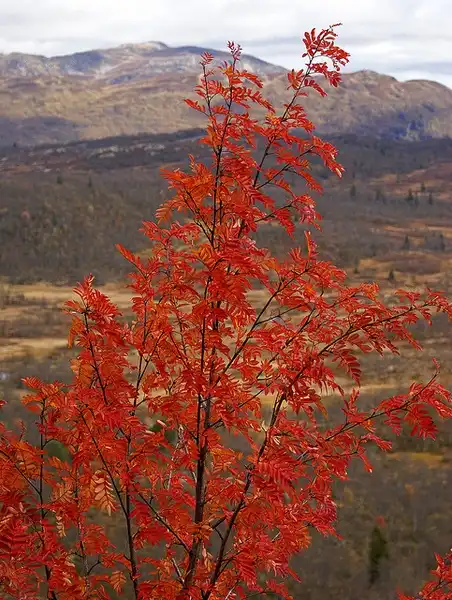 Foto de Sorbus aucuparia - Sorbus aucuparia:Randi Hausken