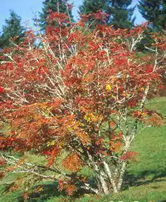 Photo of Sorbus commixta (Sorbus commixtas)