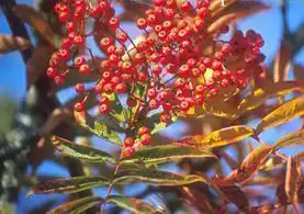 Photo of Sorbus commixta (Sorbus commixtas)