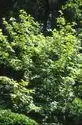 Photo of Sorbus commixta - :