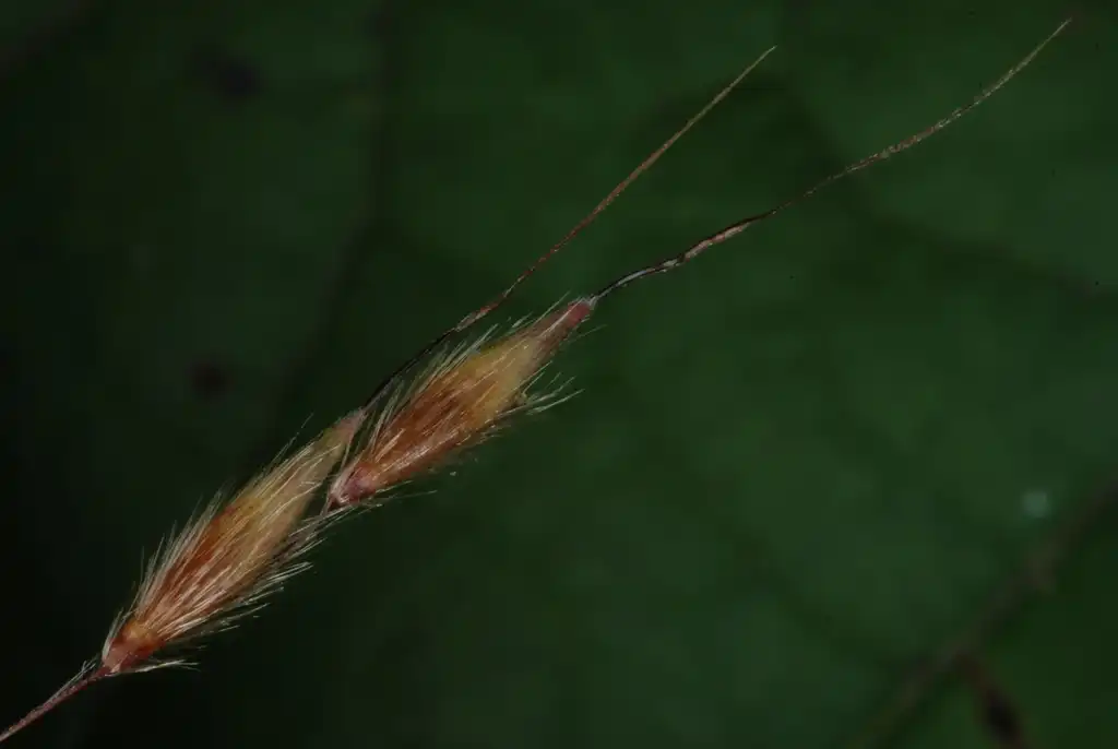 Фото Sorghastrum nutans (Sorghastrum nutanss)