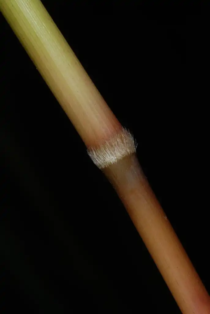 Фото Sorghastrum nutans (Sorghastrum nutanss)